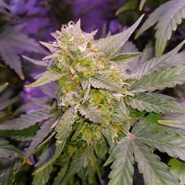 Насіння конопель Auto CBD WW Feminised Gold
